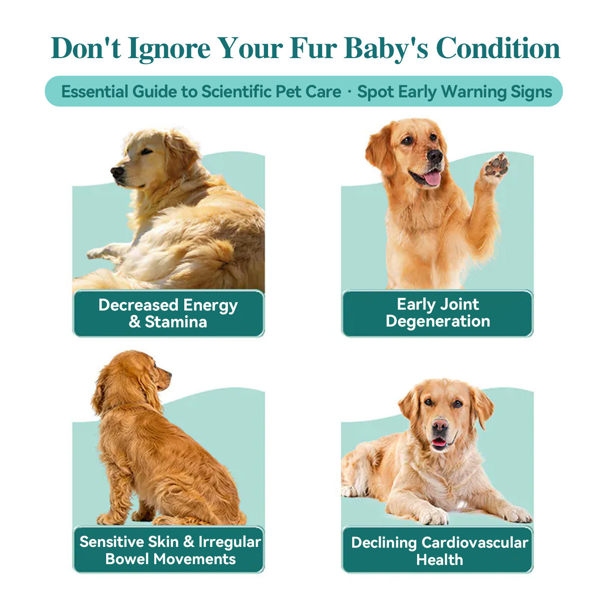HaBibi® Doggy NMN Longevity Formula – Vitality, Joint & Healthy Aging Support