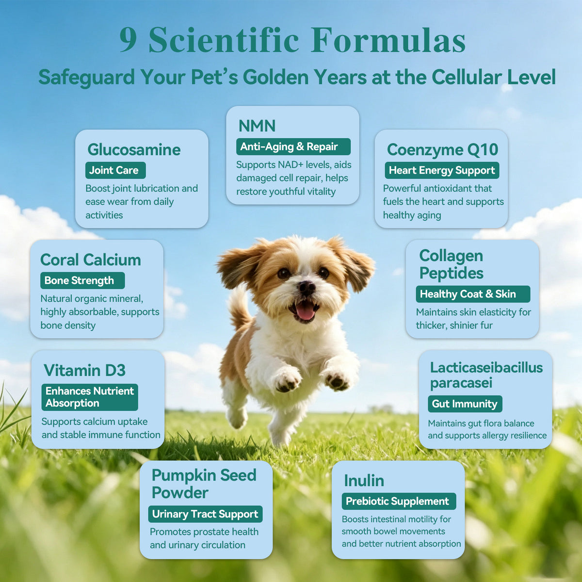 HaBibi® Doggy NMN Longevity Formula – Vitality, Joint & Healthy Aging Support