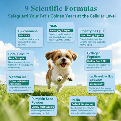 HaBibi® Doggy NMN Longevity Formula – Vitality, Joint & Healthy Aging Support
