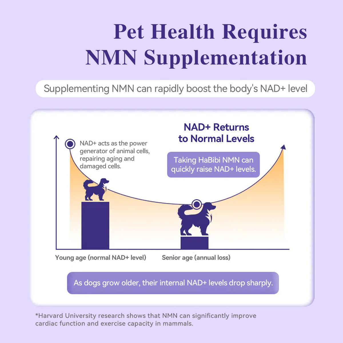 HaBibi® NMN Supplement for Large Dogs – Vitality, Mobility & Healthy Aging Support