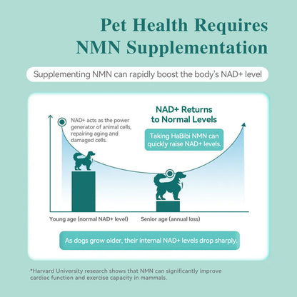 HaBibi® Doggy NMN Longevity Formula – Vitality, Joint & Healthy Aging Support